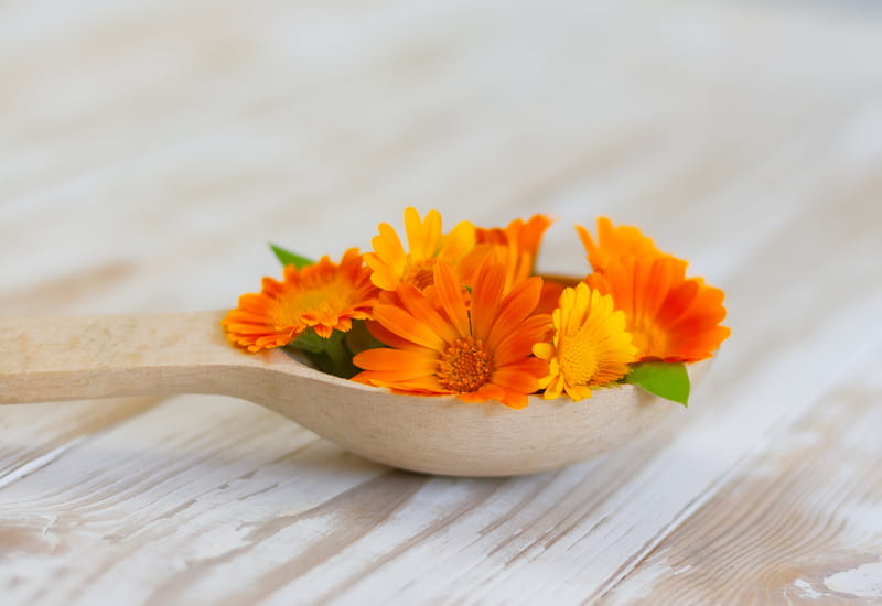 Calendula: proprietà e indicazioni