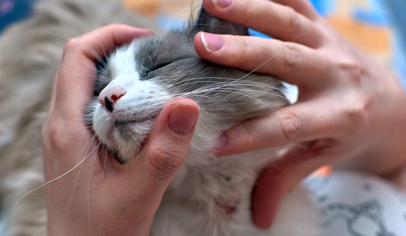 Dermatite nei gatti: rimedi naturali