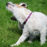 antiparassitari per cani