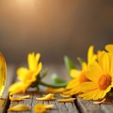 Arnica