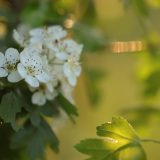 biancospino per il rilassamento